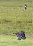 Red shouldered Hawk